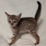 Savannah F-7SBT Male DOB 8-29-21