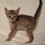 Savannah F-7SBT Male DOB 8-29-21