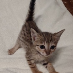 Savannah F-7SBT Male DOB 8-29-21