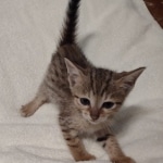 Savannah F-7SBT Male DOB 8-29-21