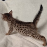 Savannah F-7SBT Male DOB 8-29-21