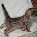 Savannah F-7SBT Male DOB 8-29-21