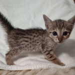 Savannah F-7SBT Male DOB 8-29-21