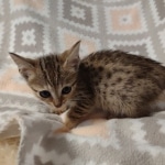 Savannah F-7SBT Male DOB 8-29-21