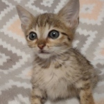 Savannah F-7SBT Male DOB 8-29-21