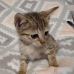 Savannah F-7SBT Male DOB 8-29-21