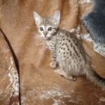 Savannah F-7SBT Male DOB 8-29-21