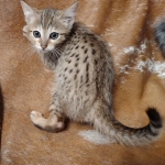 Savannah F-7SBT Male DOB 8-29-21