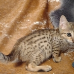 Savannah F-7SBT Male DOB 8-29-21