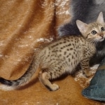 Savannah F-7SBT Male DOB 8-29-21