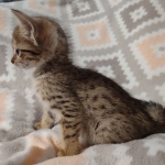 Savannah F-7SBT Male DOB 8-29-21