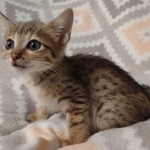 Savannah F-7SBT Male DOB 8-29-21ea1bf5ed0_IMG_20211025_162411303-Copy-Copy