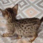 Savannah F-7SBT Male DOB 8-29-21