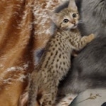 Savannah F-7SBT Male DOB 8-29-21