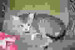 Macska, Savannah, F-7SBT Male #2 warm BST DOB 8-16-18