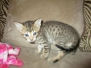 Macska, Savannah, F-7SBT Male #2 warm BST DOB 8-16-18