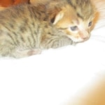 Savannah, F-7SBT, Male, DOB 8-16-18