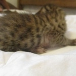 Savannah, F-7SBT, Male, DOB 8-16-18