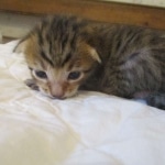 Savannah, F-7SBT, Male, DOB 8-16-18