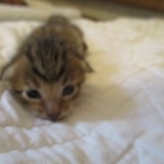 Savannah, F-7SBT, Male, DOB 8-16-18