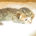 Savannah, F-7SBT, Male, DOB 8-16-18