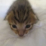 Savannah, F-7SBT, Male, DOB 8-16-18