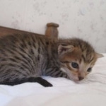 Savannah, F-7SBT, Male, DOB 8-16-18