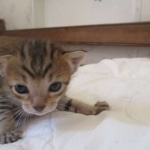 Savannah, F-7SBT, Male, DOB 8-16-18