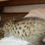 Savannah, F-7SBT, Male, DOB 8-16-18