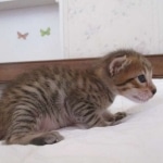 Savannah, F-7SBT, Male, DOB 8-16-18