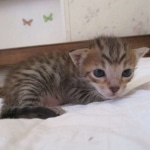 Savannah, F-7SBT, Male, DOB 8-16-18