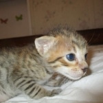 Savannah, F-7SBT, Male, DOB 8-16-18