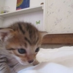 Savannah, F-7SBT, Male, DOB 8-16-18