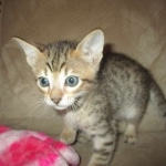 Savannah, F-7SBT, Male, DOB 8-16-18