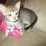 Savannah, F-7SBT, Male, DOB 8-16-18