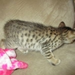 Savannah, F-7SBT, Male, DOB 8-16-18