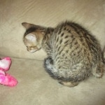 Savannah, F-7SBT, Male, DOB 8-16-18