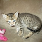 Savannah, F-7SBT, Male, DOB 8-16-18