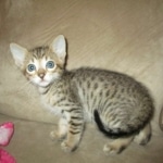 Savannah, F-7SBT, Male, DOB 8-16-18