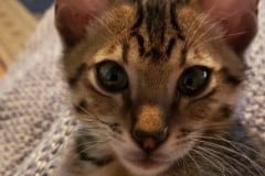 Gurgi Binx, Savannah F-7SBT Male #3 DOB 7-13-20