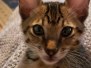 Gurgi Binx, Savannah F-7SBT Male #3 DOB 7-13-20