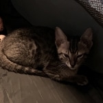 Gurgi Binx, Savannah, F-7SBT, Male, BST, DOB 7-13-20 7-13-20