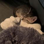 Gurgi Binx, Savannah, F-7SBT, Male, BST, DOB 7-13-20 7-13-20