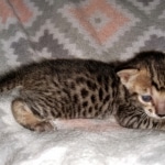 Savannah, F-7SBT, Male, BST, DOB 7-13-20