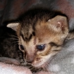 Savannah, F-7SBT, Male, BST, DOB 7-13-20