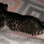 Savannah, F-7SBT, Male, BST, DOB 7-13-20