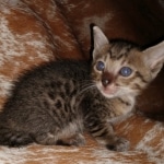 Savannah, F-7SBT, Male, BST, DOB 7-13-20