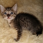 Savannah, F-7SBT, Male, BST, DOB 7-13-20