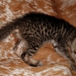 Savannah, F-7SBT, Male, BST, DOB 7-13-20