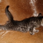 Savannah, F-7SBT, Male, BST, DOB 7-13-20